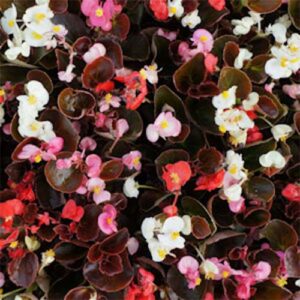 Begonia-Nightlife-Mix