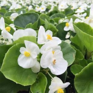 Begonia-Super-Olympia-White