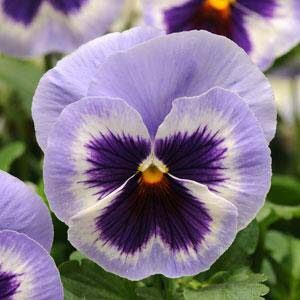 Pansy-Matrix-Blue-Wing