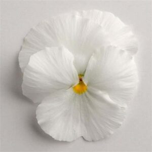 Pansy-Matrix-White