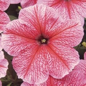 Petunia-madness-Spring