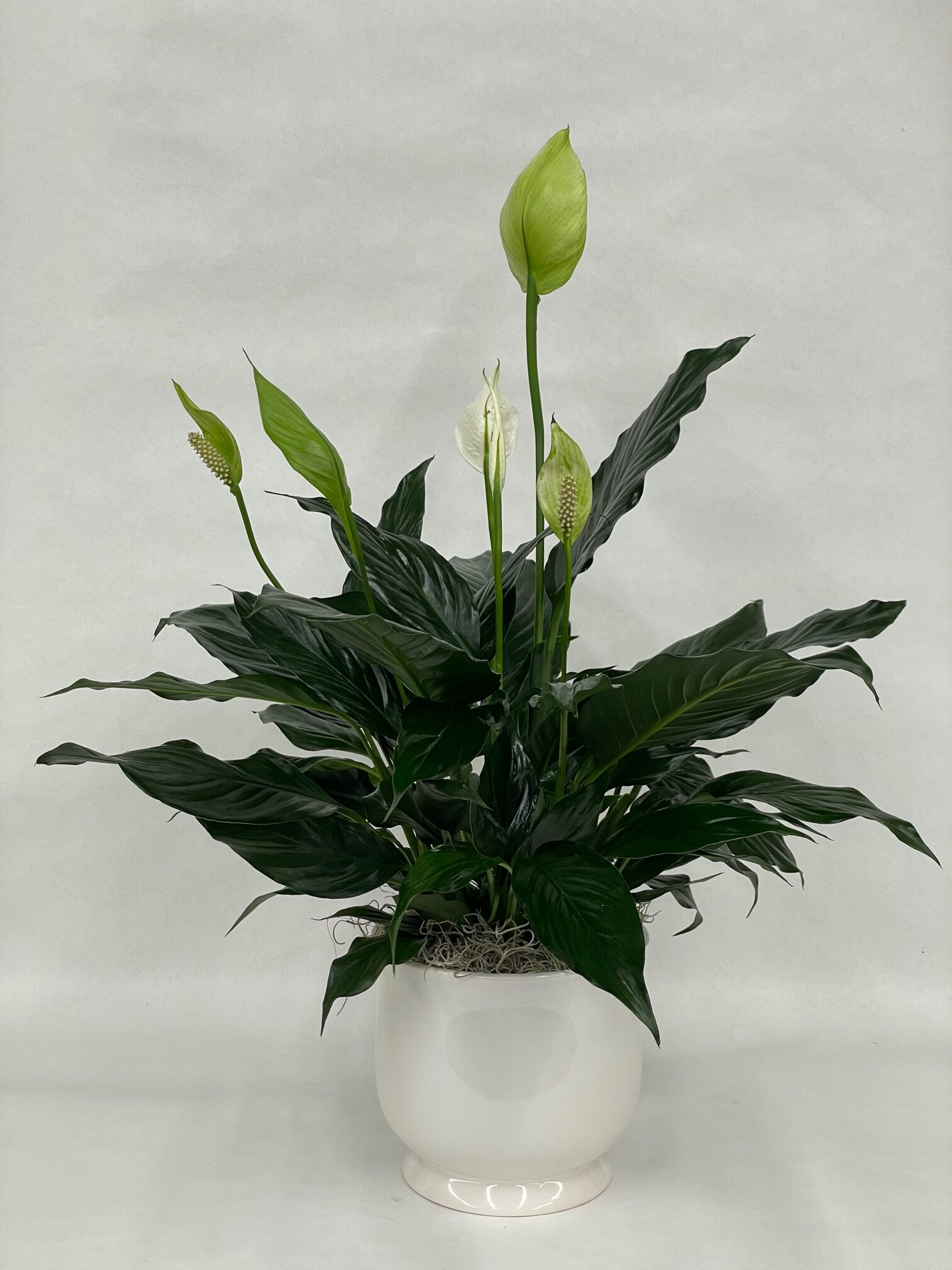 Serenity Peace Lily Planter | Ahner Florist