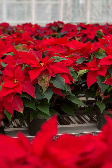 The Winter Gardens at Ahner's